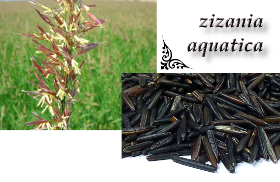 Granos de arroz salvaje a granel Verdesazón