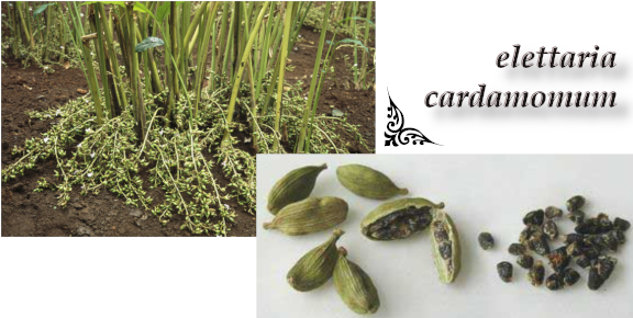 Planta de cardamomo - cultivo orgánico
