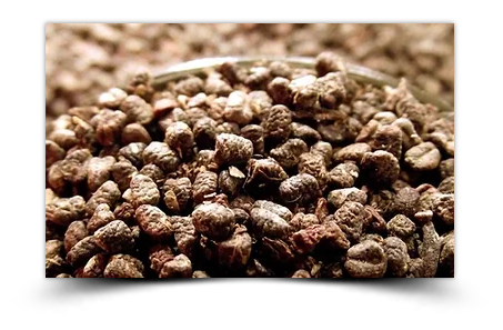 Semillas de cardamomo orgánico a granel Verdesazón